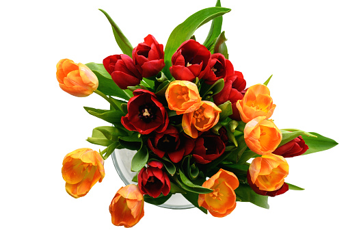 Bouquet of red and yellow tulips in a vase isolated on white background. Spring and summer backdrop. Mother's day, Easter and seasonal holiday