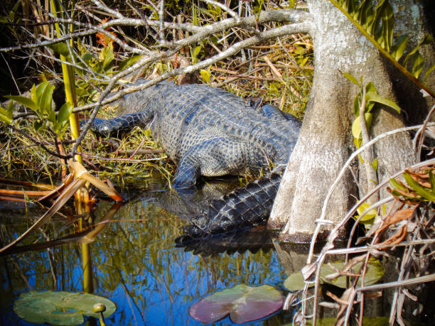 istock a crocodile in florida is chilling in the sun 1317839563