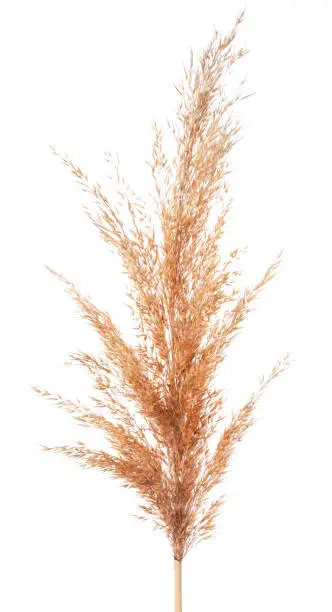 Pampas reed grass close-up on a white background. Isolated