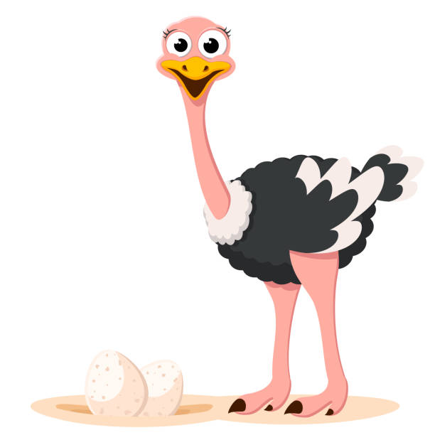 Ostrich and nest with eggs. The character Ostrich and nest with eggs close-up. The character ostrich stock illustrations