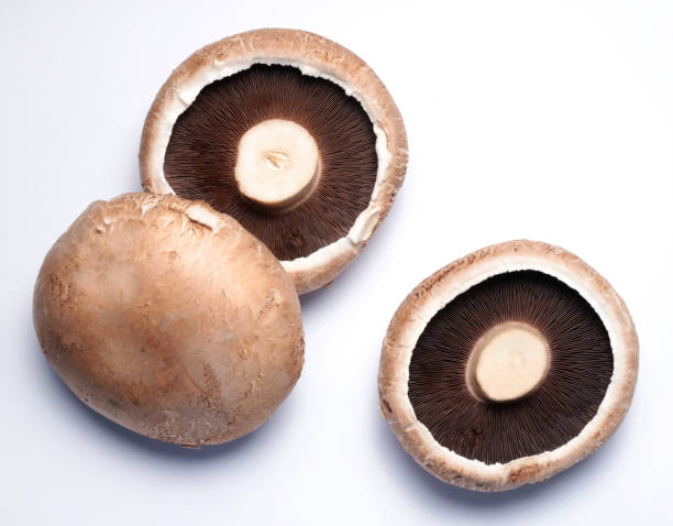 Portobello mushrooms. stock photo