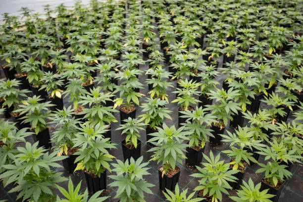 Large Number of Cannabis Seedlings in Pots stock photo
