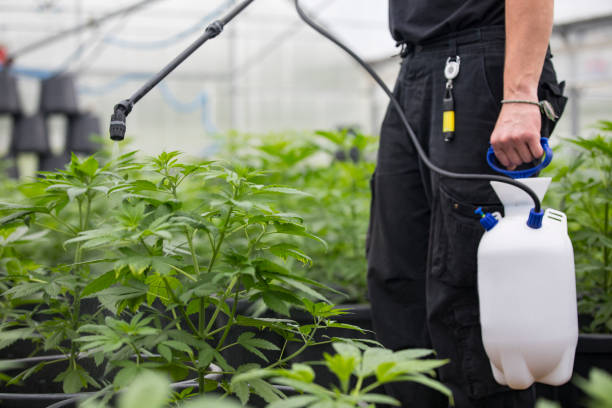 cannabis farm worker watering cannabis plants with fertilizer - water weed imagens e fotografias de stock