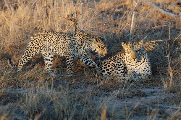 istock leopard couple in Sabi Sands Game Reserve 1317840972