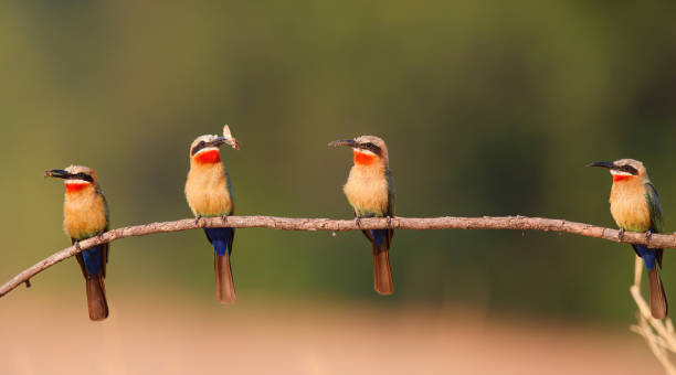 istock White fronted Bee eater in Mana Pools National Park in Zimbabwe 1317840989