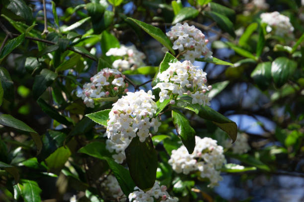 viburnum carlesii planta comumente conhecido como arrowwood no jardim - viburnum - fotografias e filmes do acervo