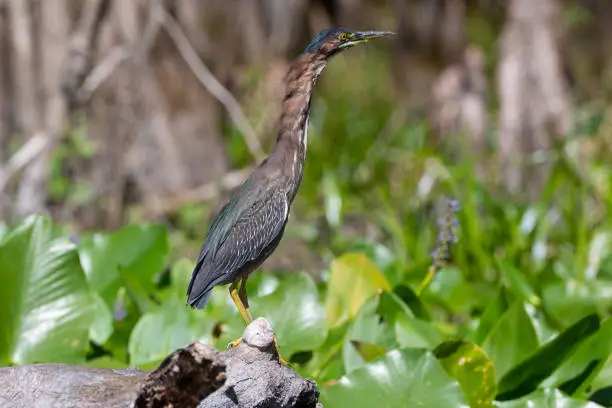 A Green Heron (Butorides virescens) stretches its neck while hunting on the Silver River in Ocala, Florida.