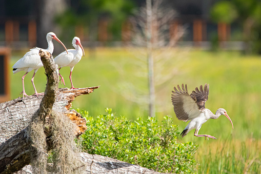 White ibises (Eudocimus albus\n) and juvenile ibis in flight at the Ocala Wetlands Recharge Park.