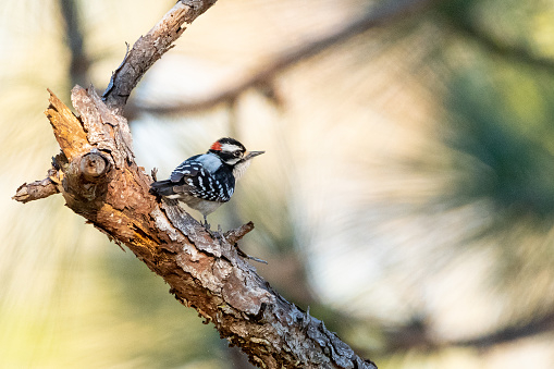 A downy woodpecker (Picoides pubescens) perching on a pine tree branch.