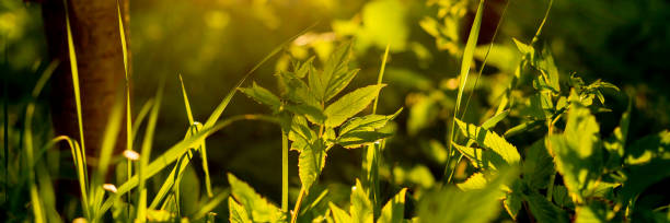 istock Grass with water drops in the sunlight, sunset time.Close up background with green grass under summer sun light. sunset. meadow.web banner 1317842088