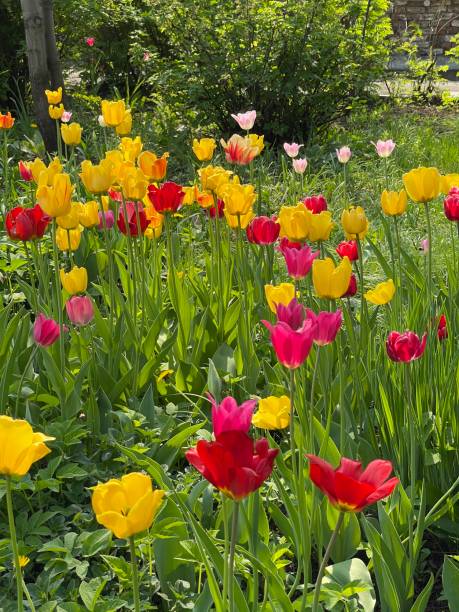 istock Bright tulips in garden in spring day 1317843771