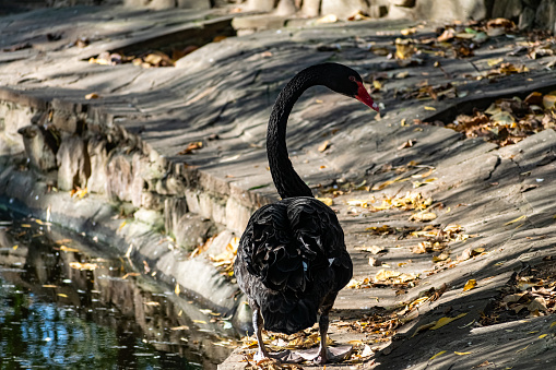 A beautiful large black swan walks near the pond, an elegant animal of rich black color with a red beak, a fabulous bird with feathers close-up