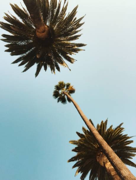 Los Angeles California Sky and Palm Trees Wallpaper