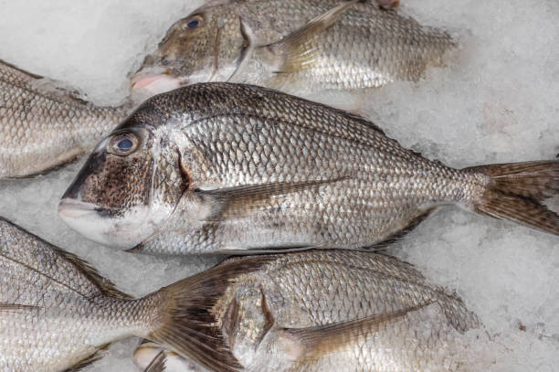 istock Sea Bream or Porgy Fish on Ice 1317844792