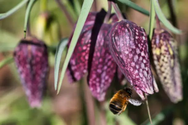 Fritillary chess flower in bloom in early spring garden with pollinating wild bee macro background