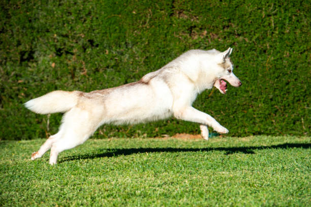 istock Siberian husky dog running happy on the grass 1317846733
