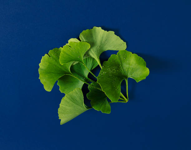 ginkgo biloba drzewo gałęzi z zielonymi liśćmi posypane kroplami wody leżał na królewskim niebieskim tle, płaskie leżał skład wiosny - ginkgo ginkgo tree leaf water zdjęcia i obrazy z banku zdjęć