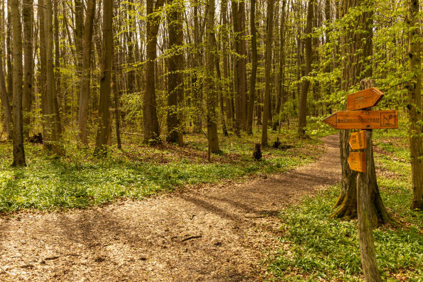 istock signpost in the Hainich National Park in Thuringia 1317848098