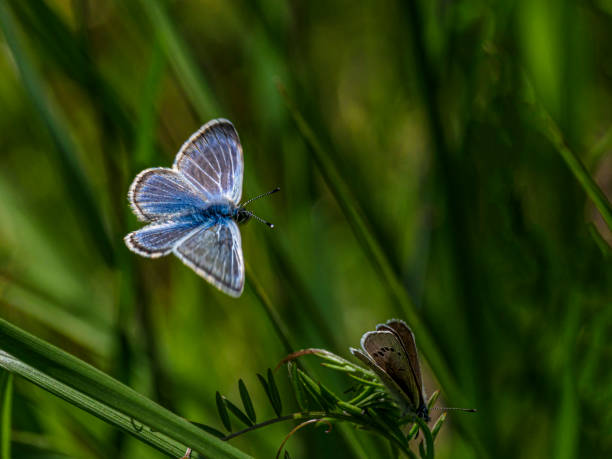 istock Silvery Blue Butterfly Flying Oregon with Green Background 1317848190