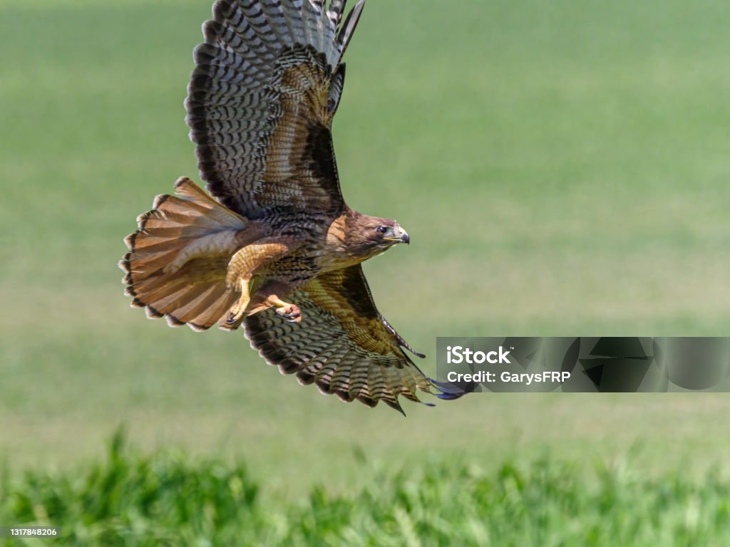 Red-tailed Hawk Flying with Bright Tail Feathers Pacific Northwest Red-tailed Hawk ( Buteo jamaicensis ) flying. Has wing spread open - common in North America. Back lit. Red-tailed Hawk Stock Photo