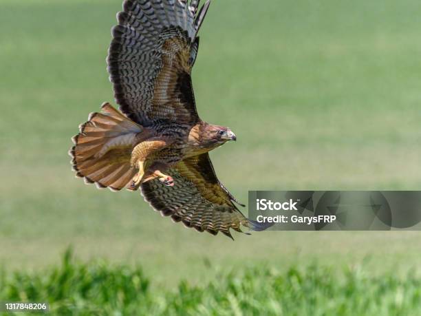Redtailed Hawk Flying With Bright Tail Feathers Pacific Northwest Stock Photo - Download Image Now
