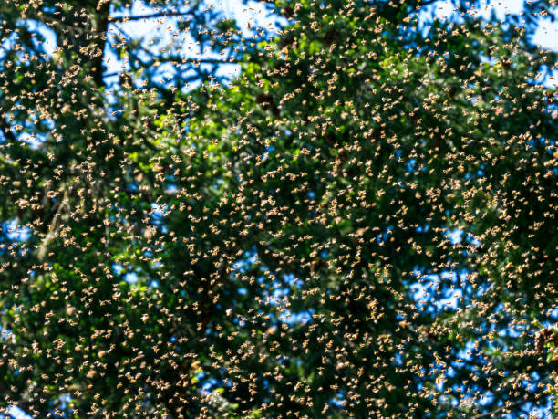 A large swarm of honey bees in Oregon. Springtime in the Willamette Valley.