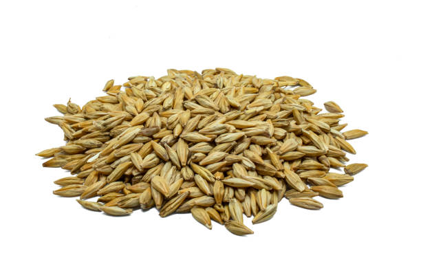 istock Pile of yellow Barely Grain on white background. Barely is used to make alcohol beverage. 1317848819