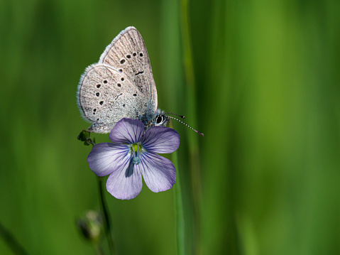 A Silvery Blue Butterfly -  Glaucopsyche lygdamus - on a purple wild flower with green background. Wings are up for easy identification. In the Willamette Valley of Oregon.