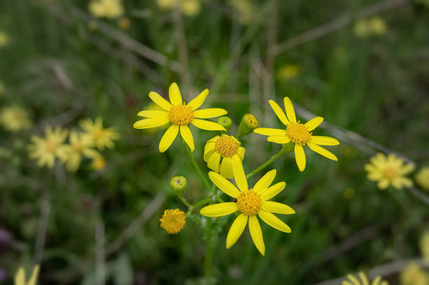 istock Beautiful yellow wild field florals in spring 1317849317