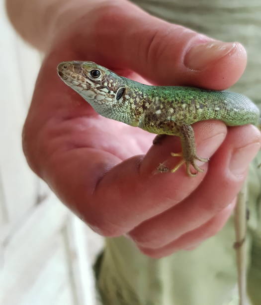 istock Close-up small green spotted lizard in human fingers 1317849848