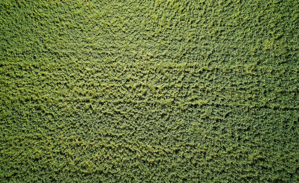 istock Green grass field above drone view 1317849905