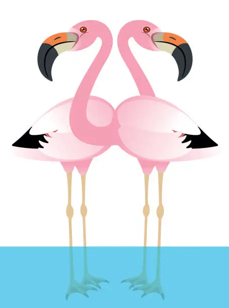 Vector illustration of Andean flamingo