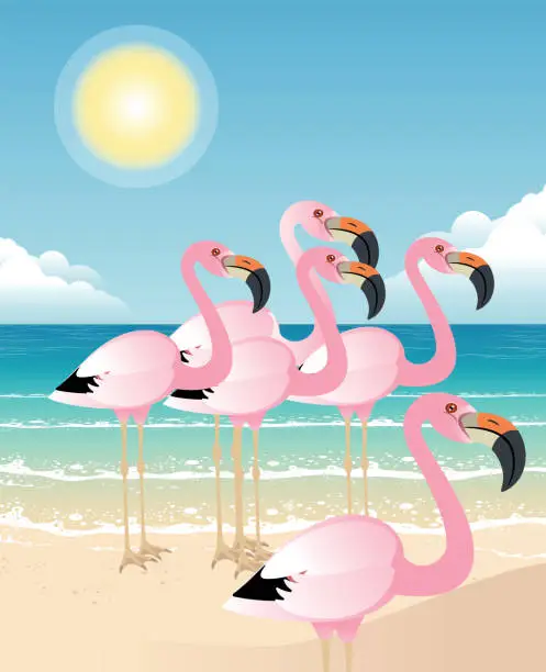 Vector illustration of Andean flamingo