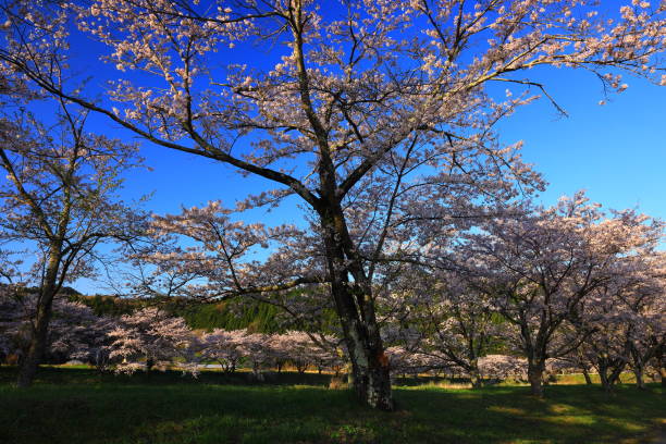 istock Blue sky and cherry blossoms in full bloom 1317851042