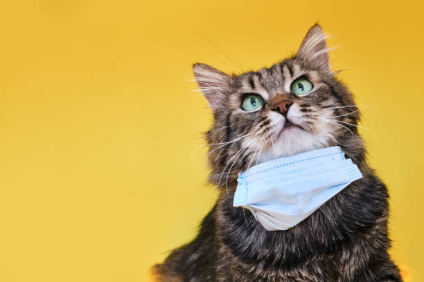 istock Cute grey Siberian cat with mask for protect corona virus 1317851056