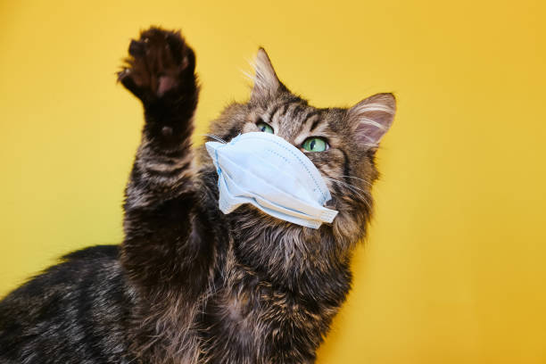 istock Cute grey Siberian cat with mask for protect corona virus 1317851345