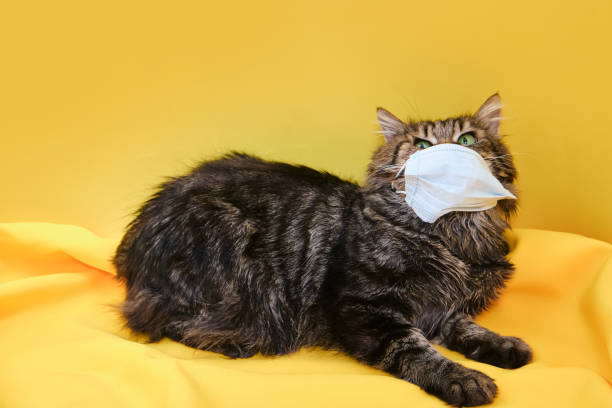 istock Cute grey Siberian cat with mask for protect corona virus 1317851379