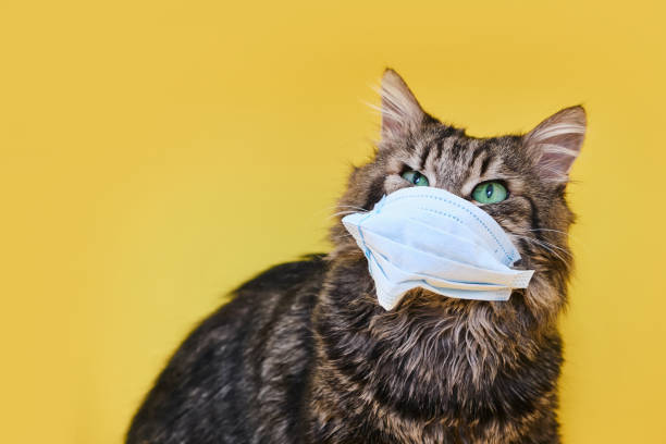 istock Cute grey Siberian cat with mask for protect corona virus 1317851551