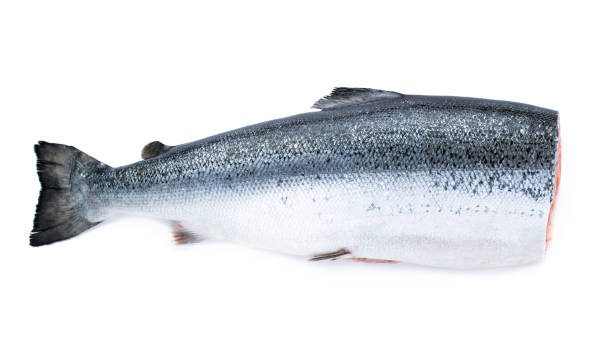 istock Raw headless salmon fish isolated on white background 1317852137