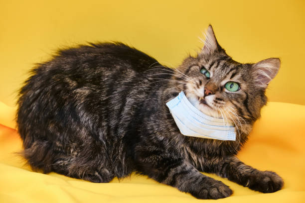 istock Cute grey Siberian cat with mask for protect corona virus 1317852176