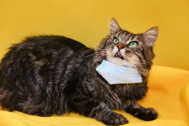 istock Cute grey Siberian cat with mask for protect corona virus 1317852247