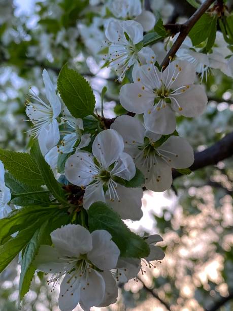 istock Cherry in bloom in sunshine, macro 1317852286
