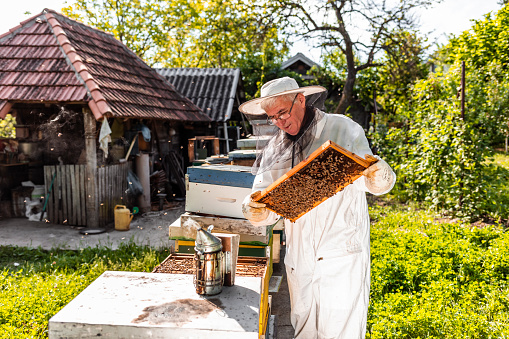 Senior Beekeeper holding a honeycomb full of bees