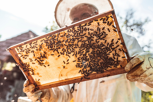 Senior Beekeeper in protective uniform working collect honey. Beekeeping concept.