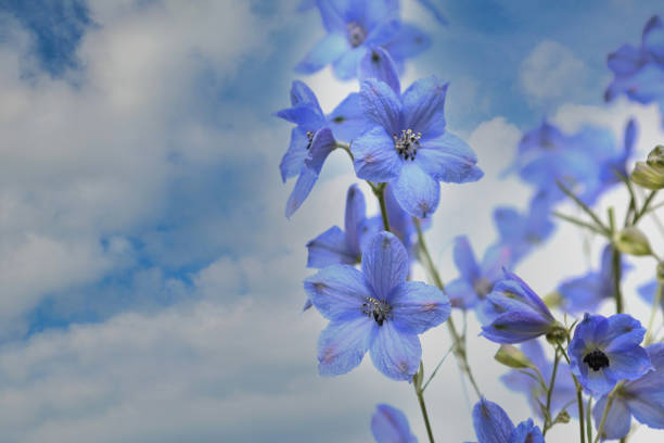 istock delphinium in a blue sky background 1317853642