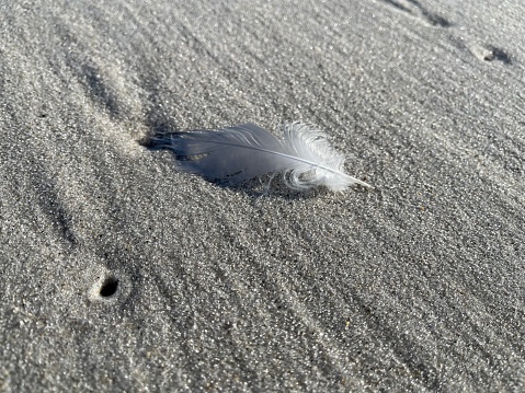 A grey feather is seen on the sand.
