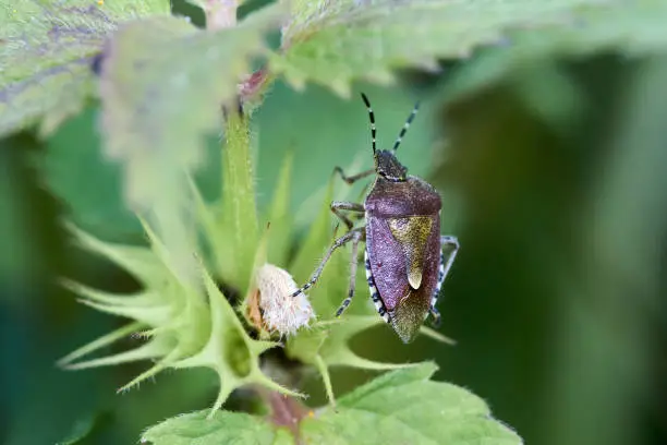 Detail Of A Shield Bug Or Stink Bug on the leaf of white nettle