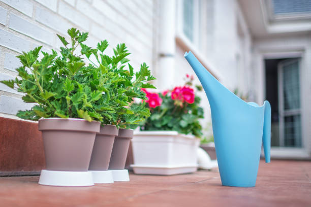 Geraniums in a pot on the balcony