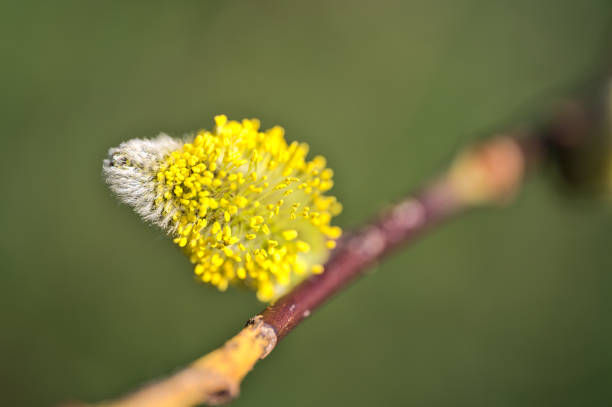 Closeup view spring fast-growing willow tree buds on green blurry background Ballinteer, Dublin