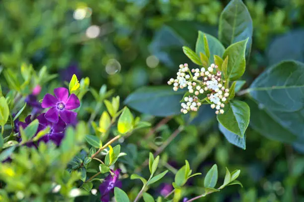 Photo of Closeup view of violet common periwinkle (Vinca Apocynaceae) flowers used in chromo therapy to reduce anger and anxiety, Ballinteer, Dublin, Ireland